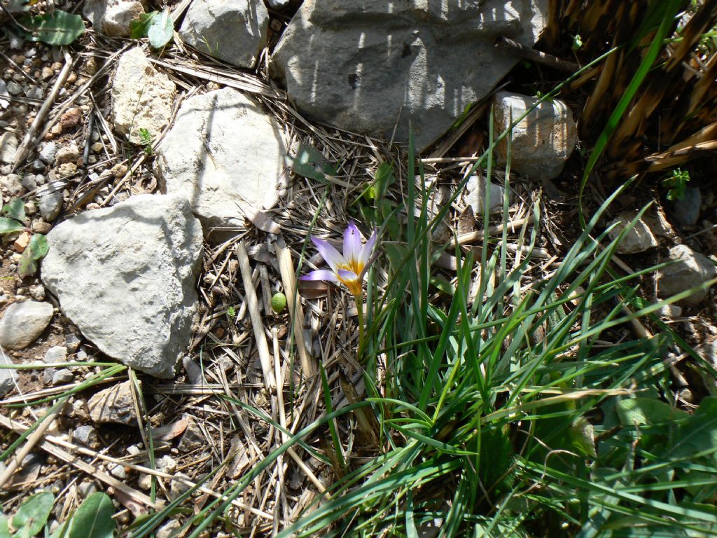 Romulea bulbocodium